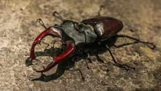 World's Costliest Insect Stag Beetle Is Worth Rs 75 Lakh; Know Why People Are Crazy About It And It's Price In India